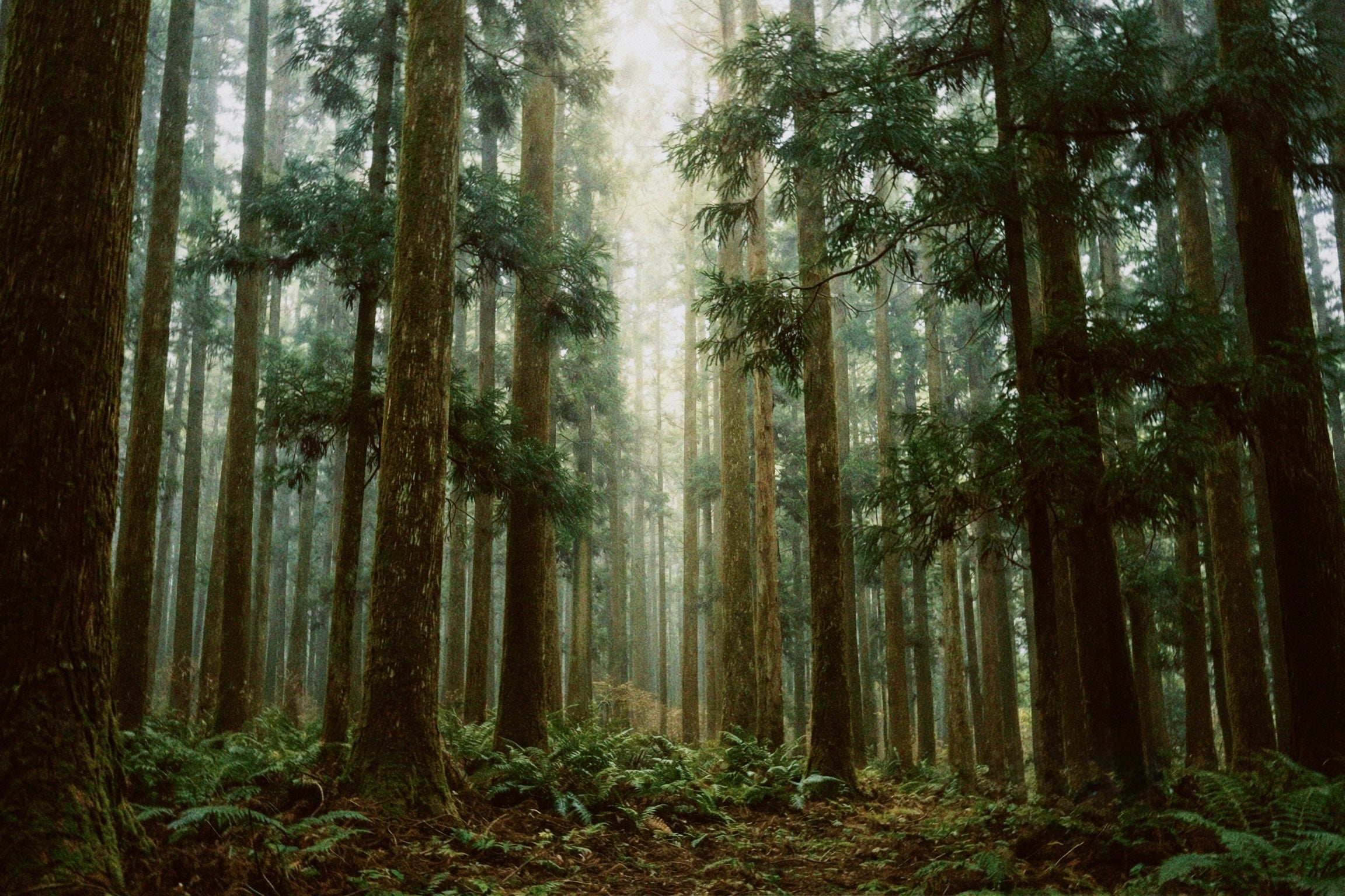 ヒノキ。静寂を纏う、森の香り。